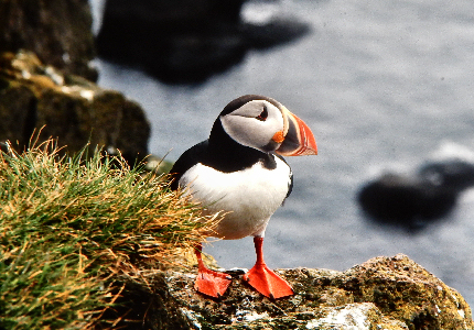 Puffin